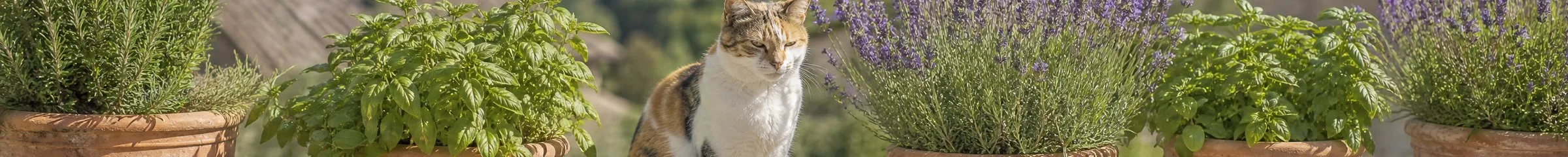 A garden, a cat, and nowhere to be